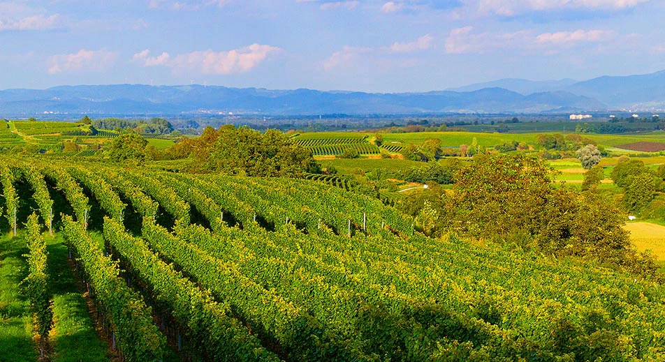 Circuit à vélo dans le pays viticole de Breisach