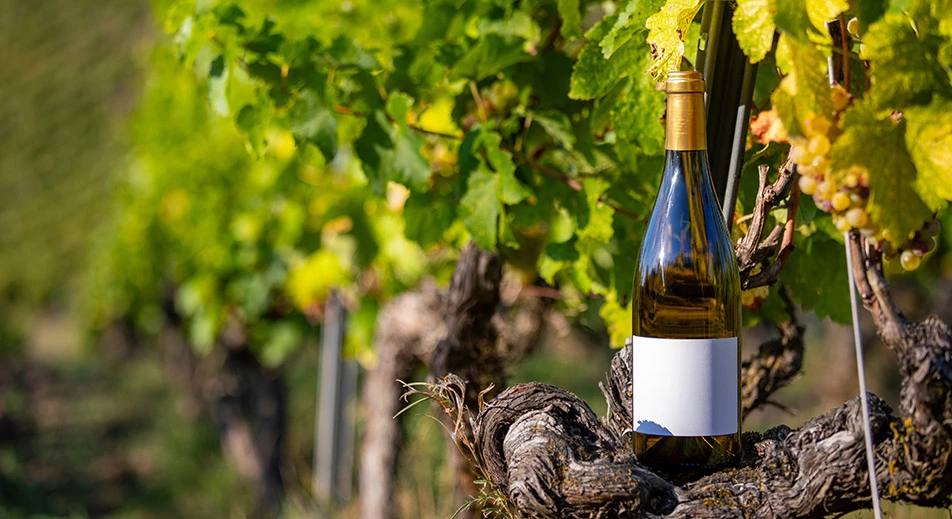 Dégustation de vins alsaciens
