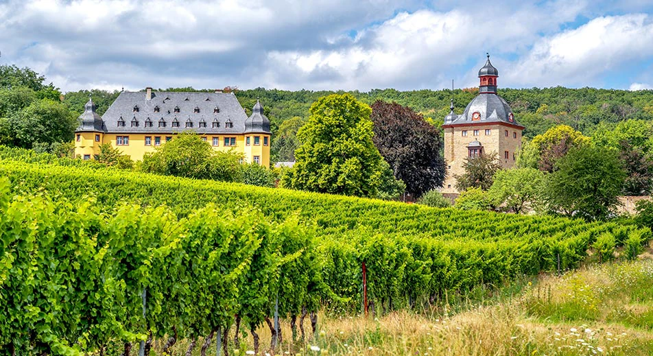 Excursion guidée à vélo dans le Rheingau