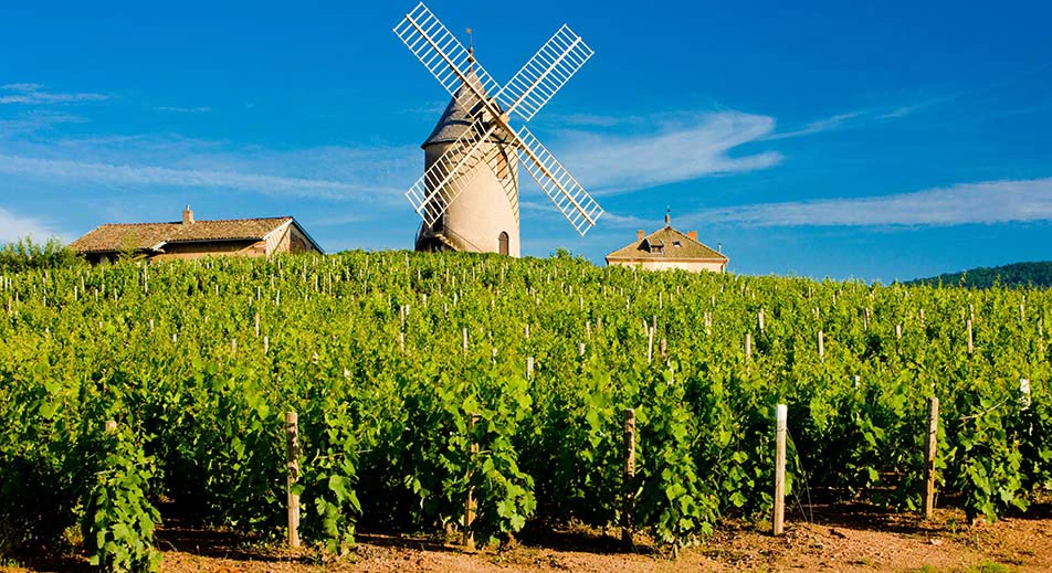 Excursion et dégustation du Beaujolais depuis Trévoux