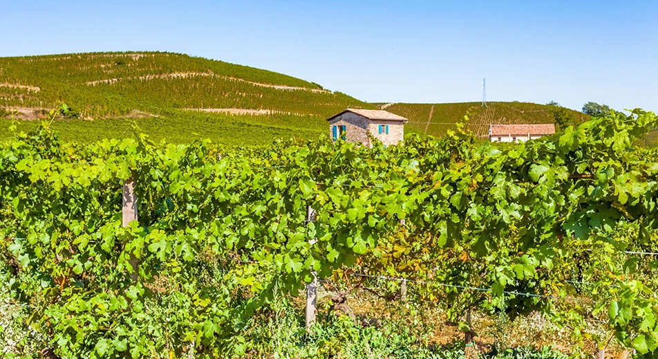 Randonnée à Tain l’Hermitage et dégustation de vin