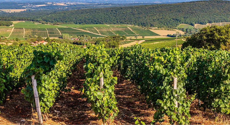 „Die Stadt im Süd-Burgund“ Mâcon Tour