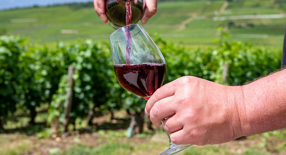 Dégustation de vins des Côtes de Nuits