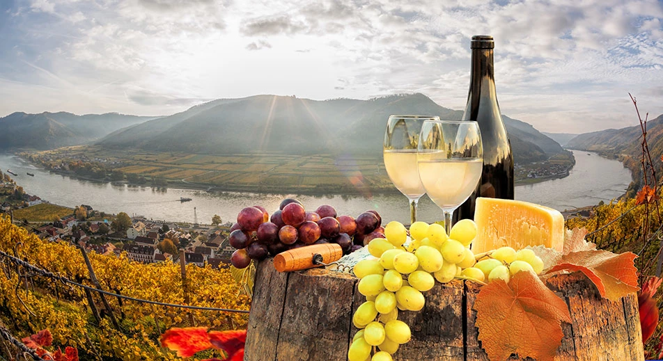 Dégustation de vins à Weissenkirchen