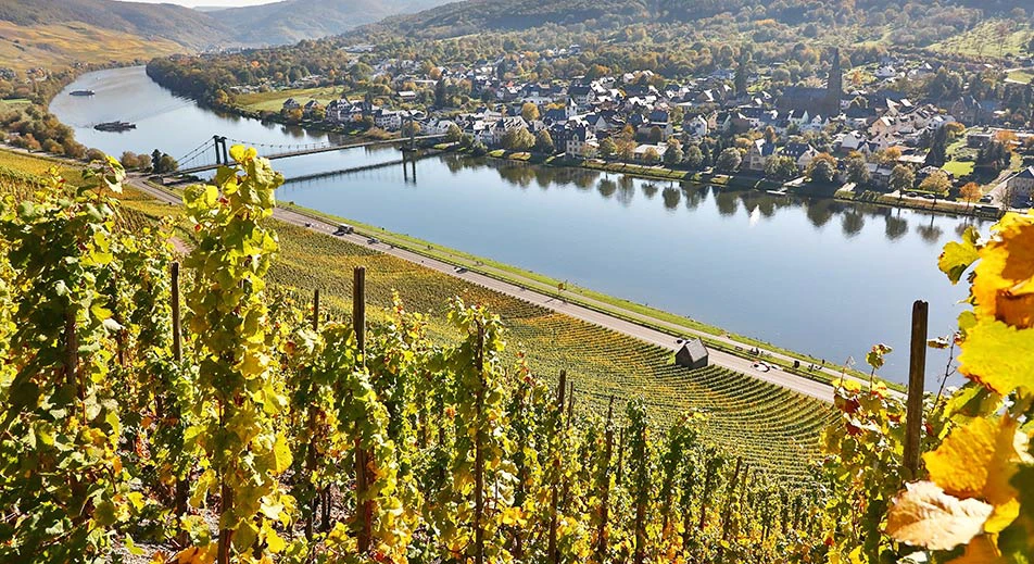 Visite de vignoble et dégustation de vin à Bernkastel