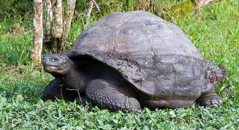 Réserve de tortues géantes de Manzanillo