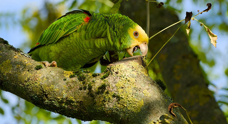 Vogelbeobachtung