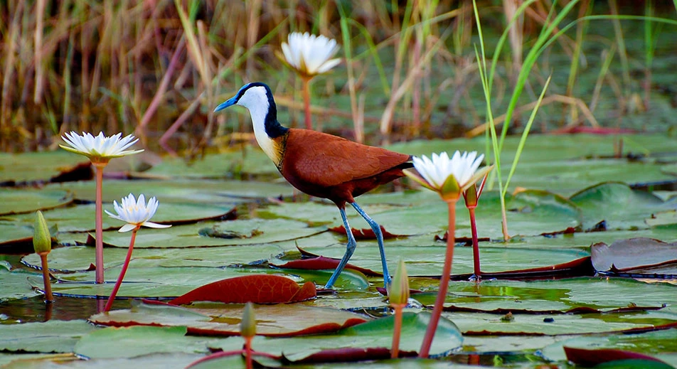 Observation des oiseaux africains