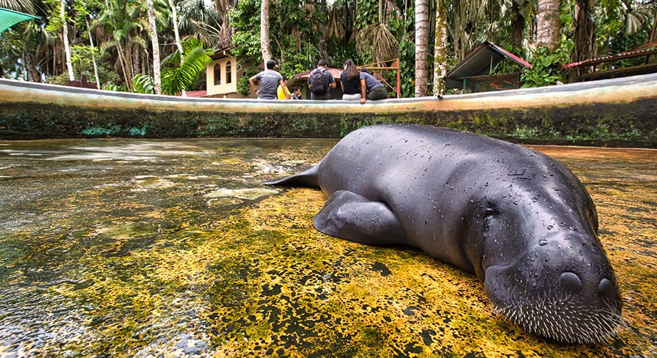Besuch des Manatee-Rettungszentrums
