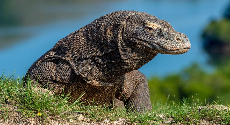 Découverte des dragons de Komodo de près