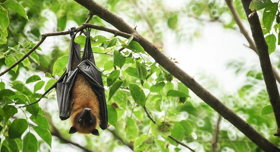 Découvre le vol des chauves-souris frugivores à Satonda
