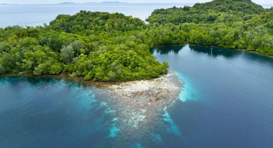 Excursion dans les mangroves de l'île Yangeffo
