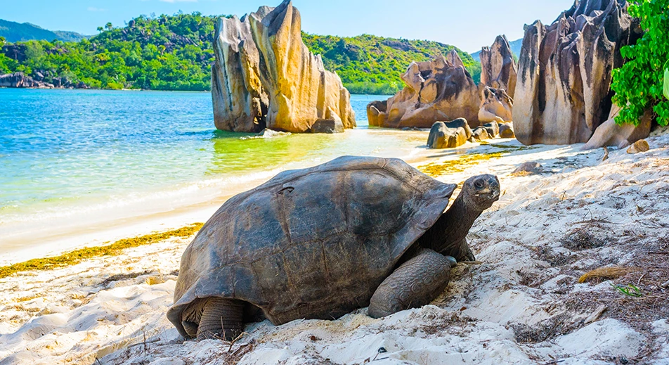 Kaleidoscope of marine life: tropical fish, dazzling corals and sea turtles