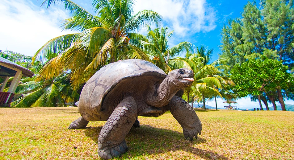 Encounter with giant tortoises