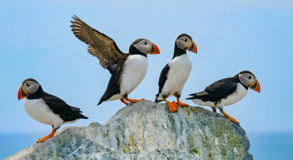 Observation d’oiseaux