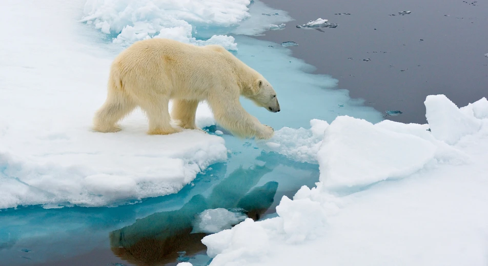 Observation des ours polaires