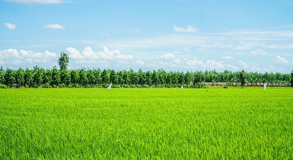Visite du village de My An Hung