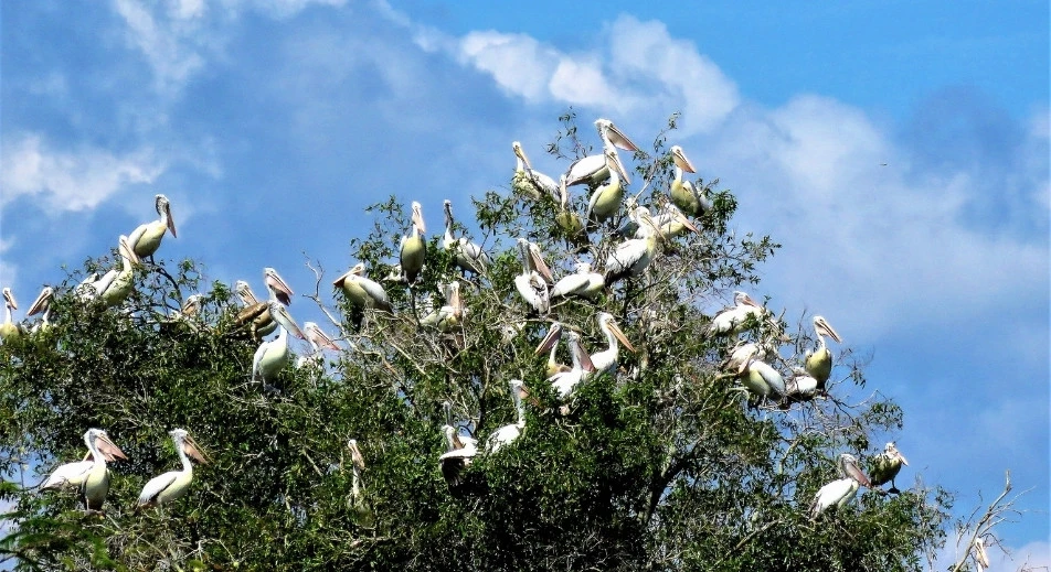 Visite de la réserve ornithologique de Prek Toal