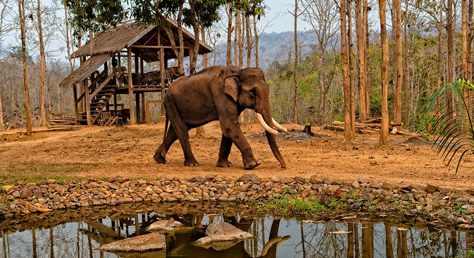 Lecture on Laotian elephants