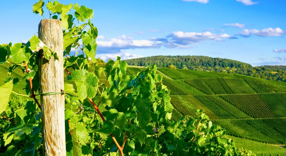Coblence : découverte de l'histoire fascinante de la production de vin dans la région
