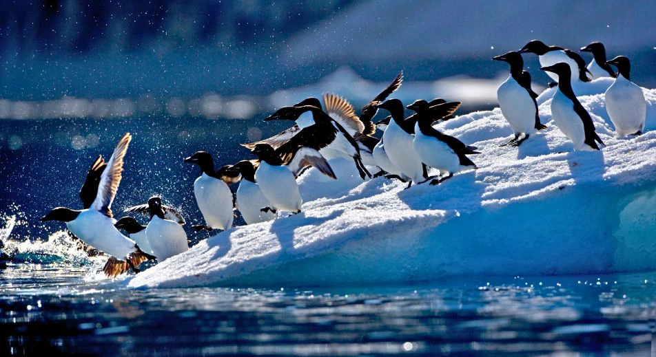 Observation des oiseaux