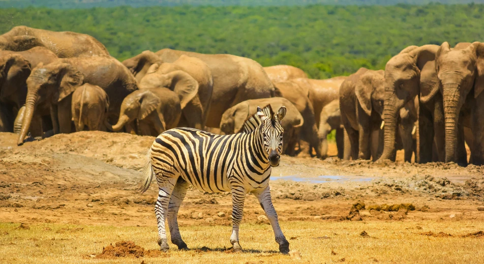 Visite de la réserve naturelle de Pumba