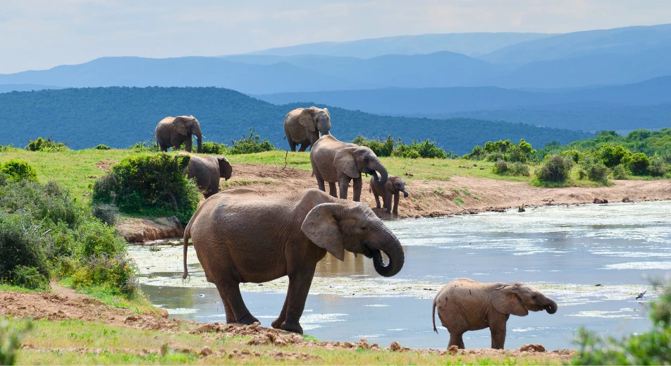 Visite du parc national d'Addo