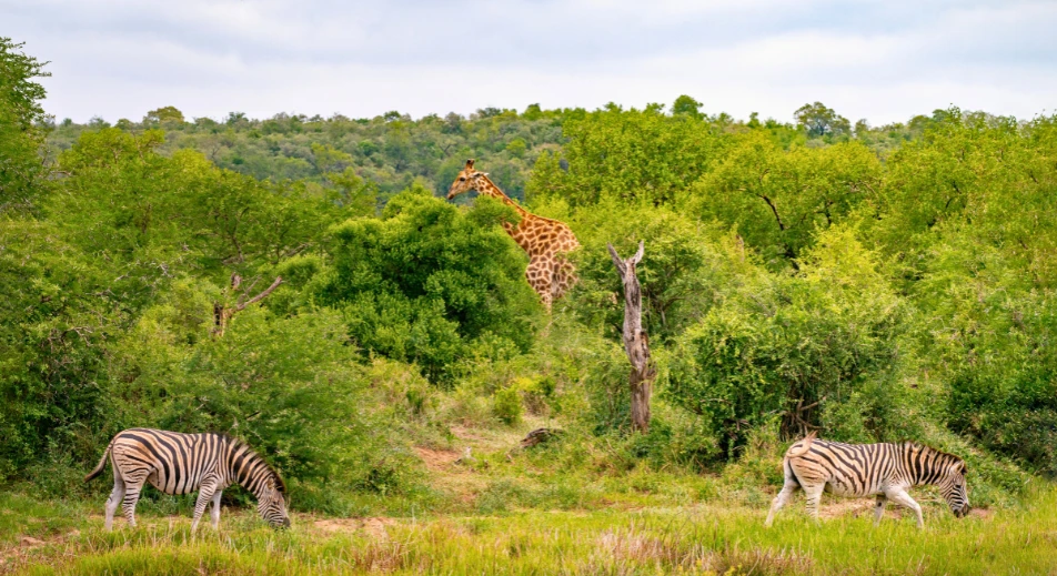 Visite de la réserve Hluhluwe