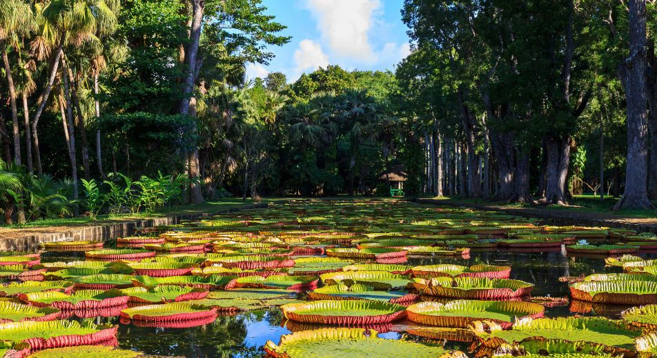 Visite du jardin de pamplemousses