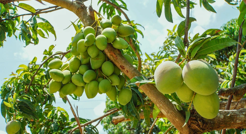 Degustazione di mango freschi in una fattoria di mango